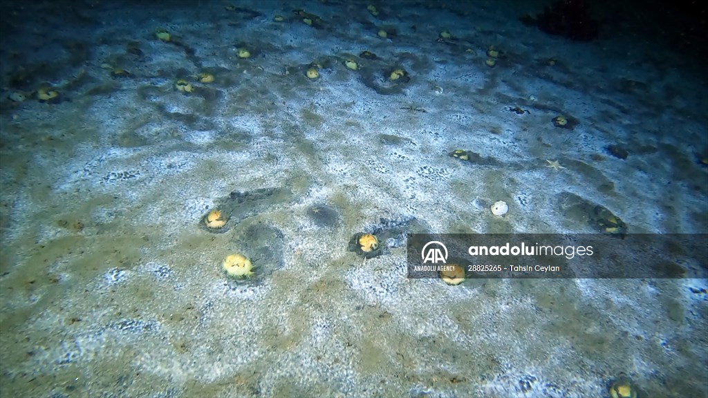 Brissopsis lyrifera, species of sea urchins of the Family Brissidae, above the seabed in Gulf of Izmit