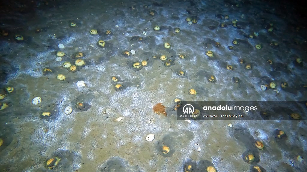 Brissopsis lyrifera, species of sea urchins of the Family Brissidae, above the seabed in Gulf of Izmit