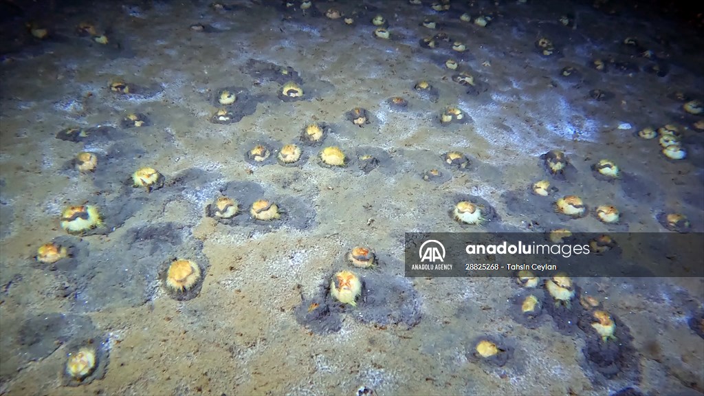 Brissopsis lyrifera, species of sea urchins of the Family Brissidae, above the seabed in Gulf of Izmit