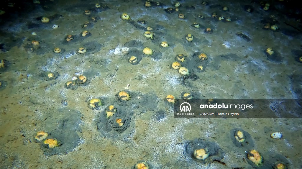Brissopsis lyrifera, species of sea urchins of the Family Brissidae, above the seabed in Gulf of Izmit