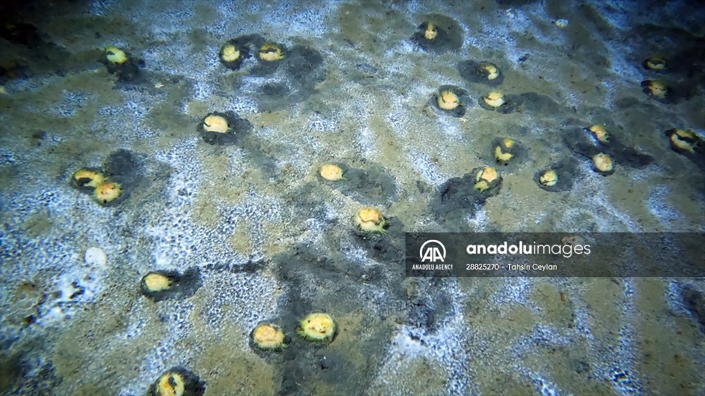 Brissopsis lyrifera, species of sea urchins of the Family Brissidae, above the seabed in Gulf of Izmit