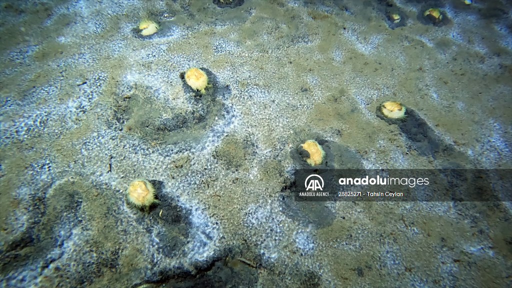 Brissopsis lyrifera, species of sea urchins of the Family Brissidae, above the seabed in Gulf of Izmit