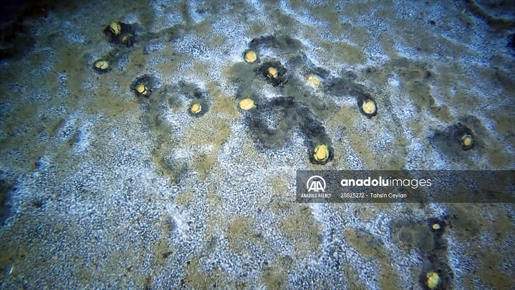 Brissopsis lyrifera, species of sea urchins of the Family Brissidae, above the seabed in Gulf of Izmit