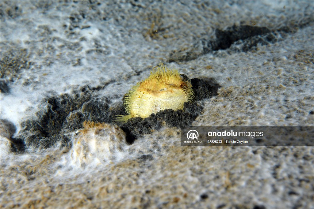 Brissopsis lyrifera, species of sea urchins of the Family Brissidae, above the seabed in Gulf of Izmit
