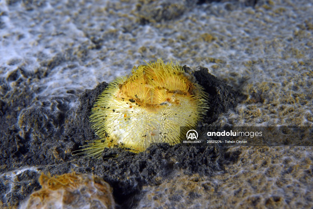 Brissopsis lyrifera, species of sea urchins of the Family Brissidae, above the seabed in Gulf of Izmit