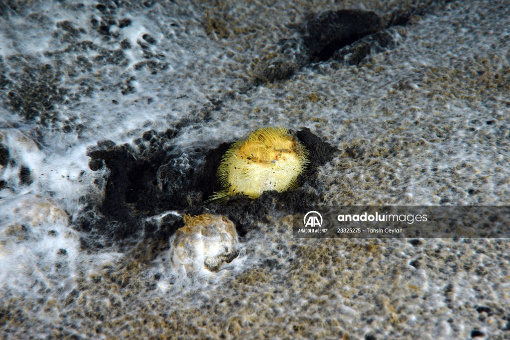 Brissopsis lyrifera, species of sea urchins of the Family Brissidae, above the seabed in Gulf of Izmit