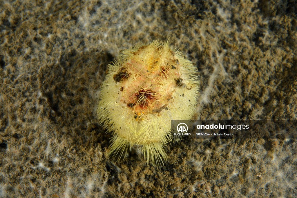 Brissopsis lyrifera, species of sea urchins of the Family Brissidae, above the seabed in Gulf of Izmit