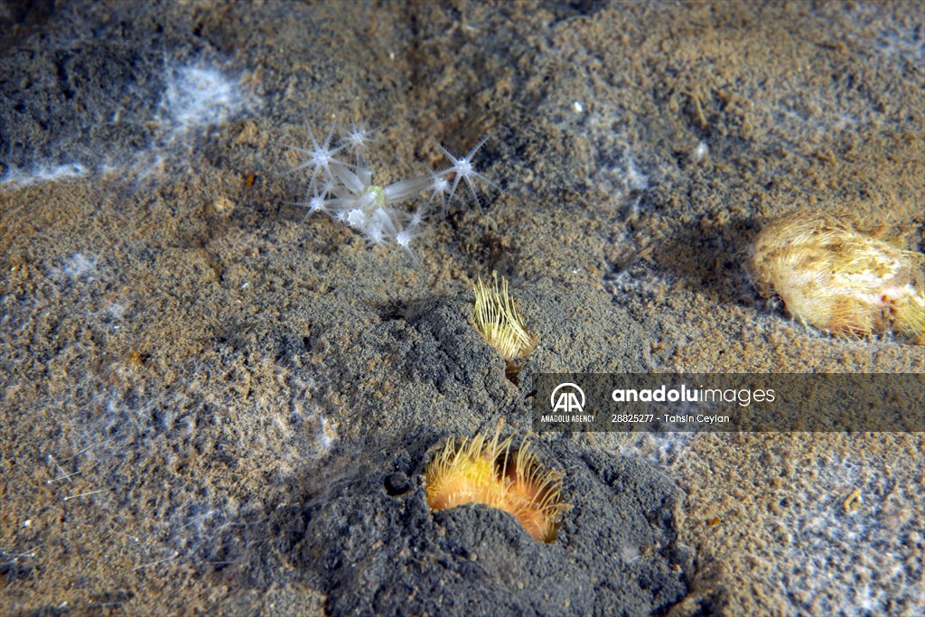 Brissopsis lyrifera, species of sea urchins of the Family Brissidae, above the seabed in Gulf of Izmit