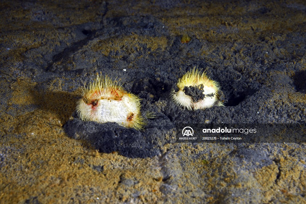 Brissopsis lyrifera, species of sea urchins of the Family Brissidae, above the seabed in Gulf of Izmit