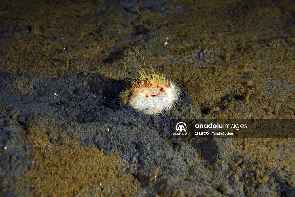 Brissopsis lyrifera, species of sea urchins of the Family Brissidae, above the seabed in Gulf of Izmit