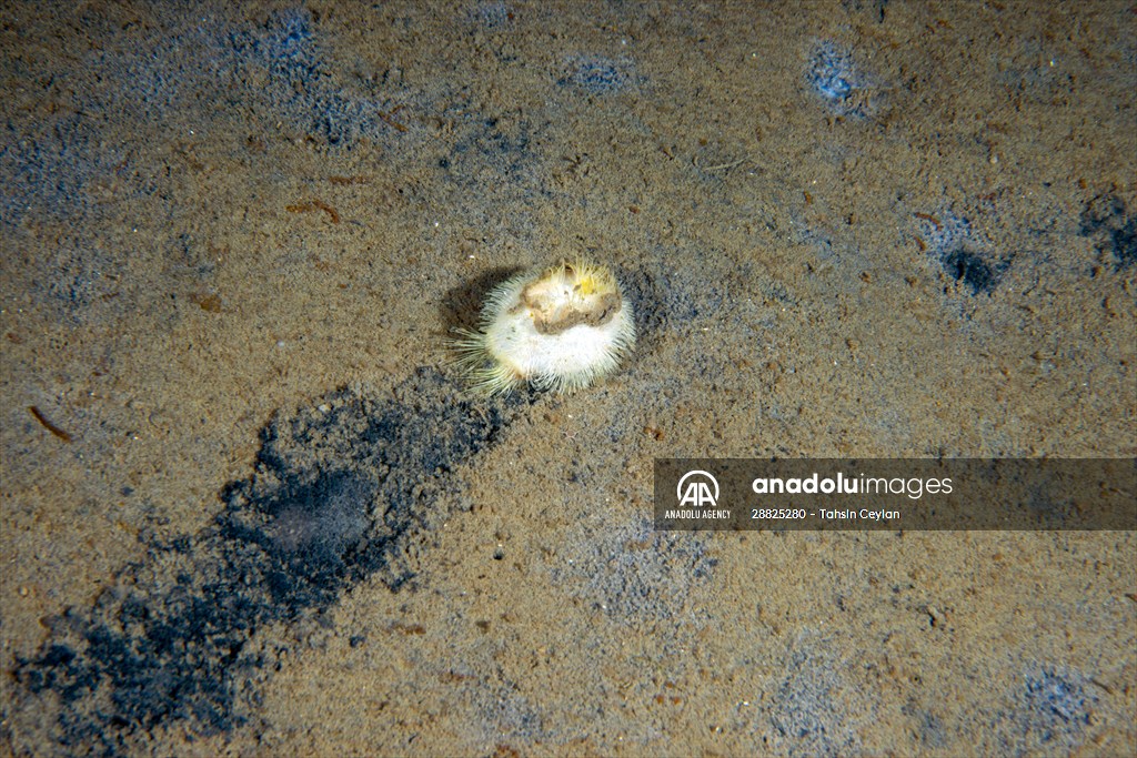 Brissopsis lyrifera, species of sea urchins of the Family Brissidae, above the seabed in Gulf of Izmit