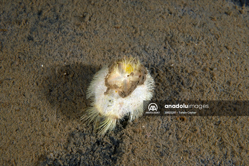 Brissopsis lyrifera, species of sea urchins of the Family Brissidae, above the seabed in Gulf of Izmit