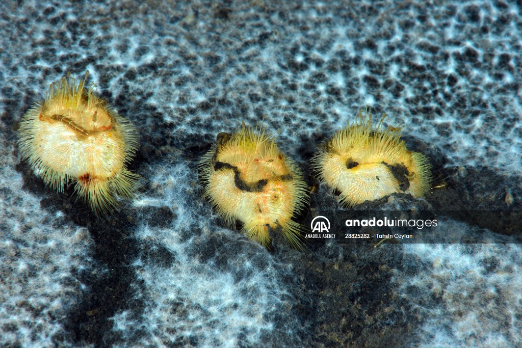 Brissopsis lyrifera, species of sea urchins of the Family Brissidae, above the seabed in Gulf of Izmit