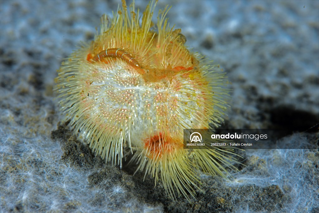 Brissopsis lyrifera, species of sea urchins of the Family Brissidae, above the seabed in Gulf of Izmit