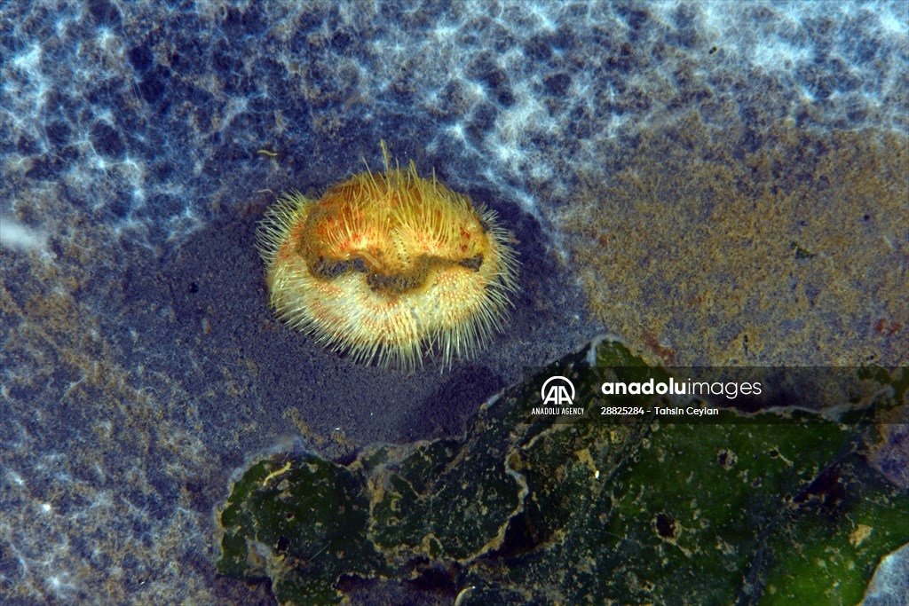 Brissopsis lyrifera, species of sea urchins of the Family Brissidae, above the seabed in Gulf of Izmit