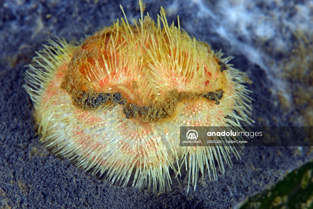 Brissopsis lyrifera, species of sea urchins of the Family Brissidae, above the seabed in Gulf of Izmit