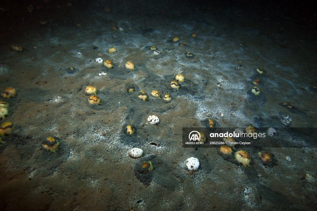 Brissopsis lyrifera, species of sea urchins of the Family Brissidae, above the seabed in Gulf of Izmit