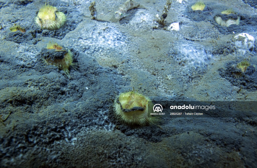 Brissopsis lyrifera, species of sea urchins of the Family Brissidae, above the seabed in Gulf of Izmit