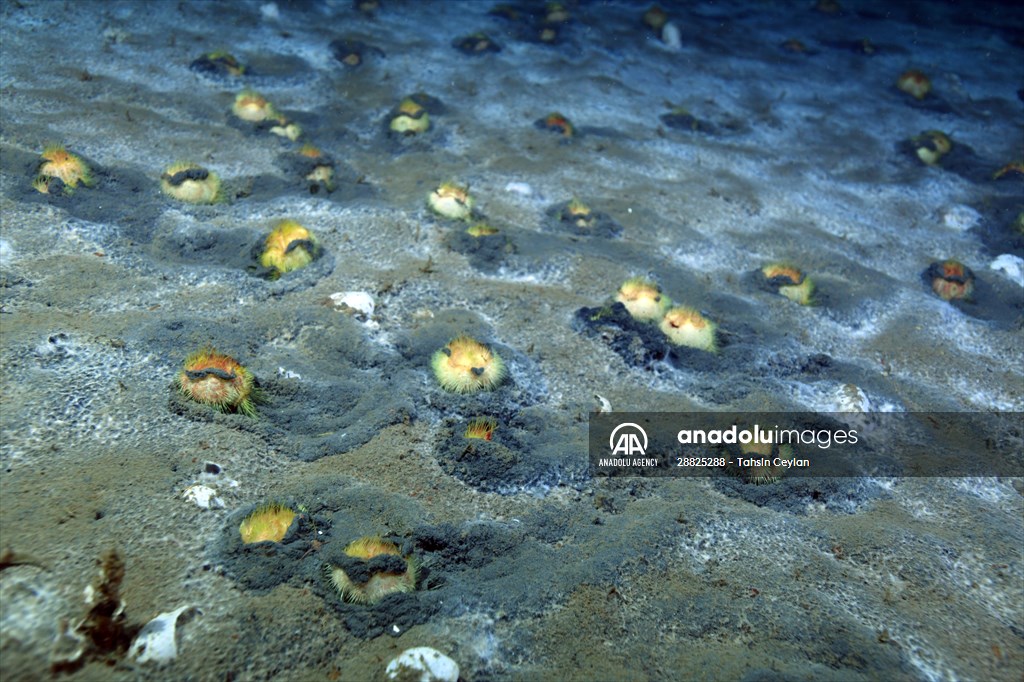Brissopsis lyrifera, species of sea urchins of the Family Brissidae, above the seabed in Gulf of Izmit