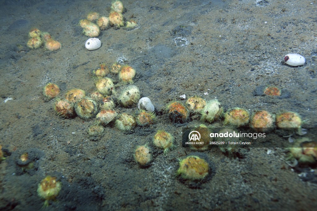 Brissopsis lyrifera, species of sea urchins of the Family Brissidae, above the seabed in Gulf of Izmit