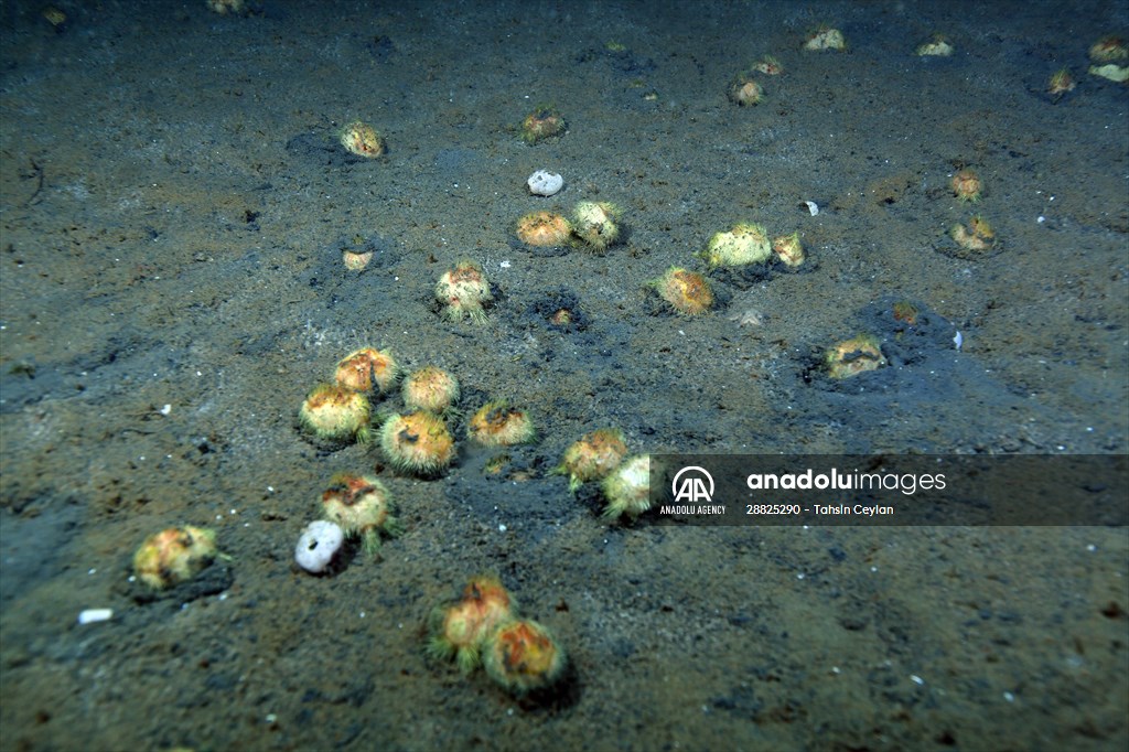 Brissopsis lyrifera, species of sea urchins of the Family Brissidae, above the seabed in Gulf of Izmit