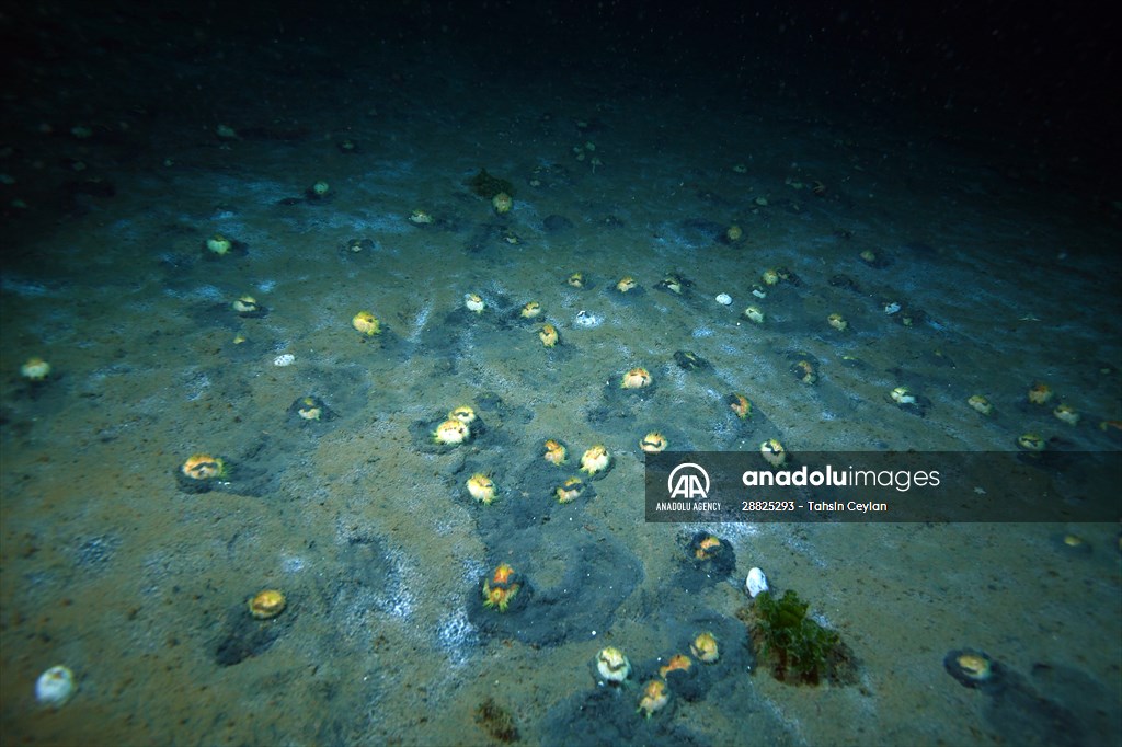 Brissopsis lyrifera, species of sea urchins of the Family Brissidae, above the seabed in Gulf of Izmit
