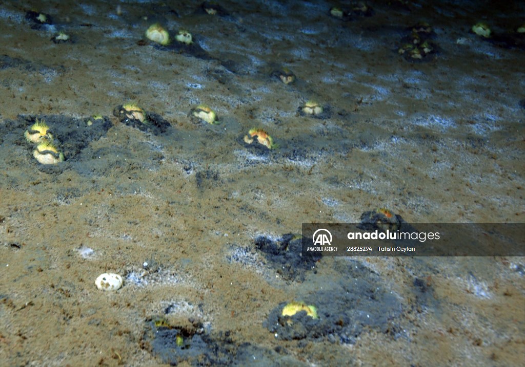 Brissopsis lyrifera, species of sea urchins of the Family Brissidae, above the seabed in Gulf of Izmit