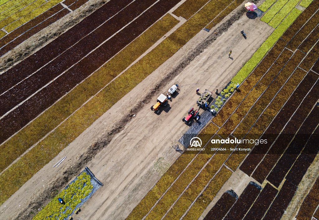 Grape fields in Turkiye's Manisa | Anadolu Images