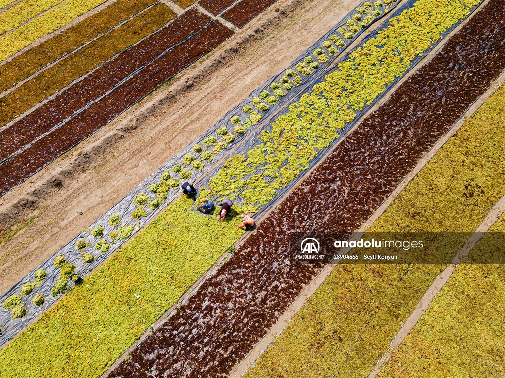 Grape fields in Turkiye's Manisa