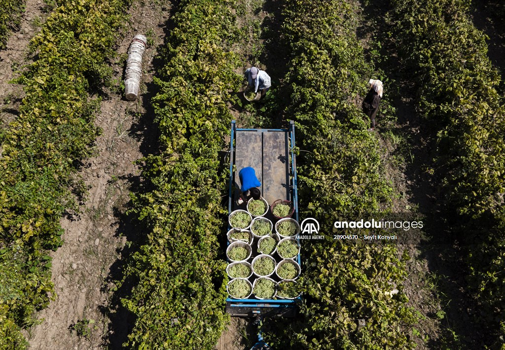 Grape fields in Turkiye's Manisa