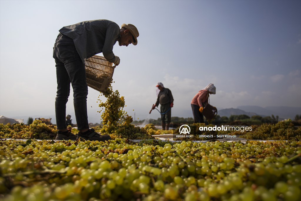 Grape fields in Turkiye's Manisa