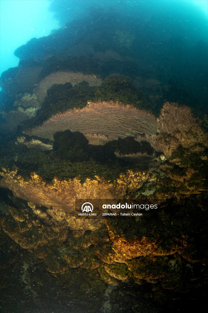 Van Gölü'nde 32,2 metre uzunluğunda mikrobiyalit görüntülendi