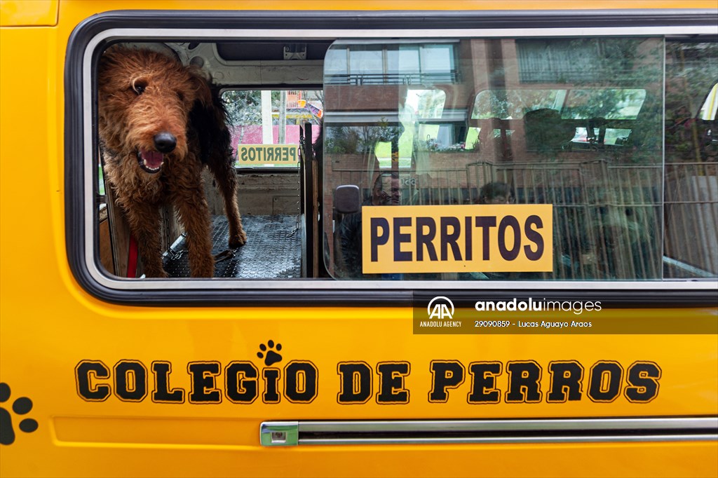 Dogs ride the bus to school