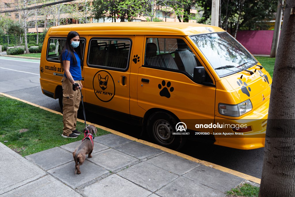 Dogs ride the bus to school