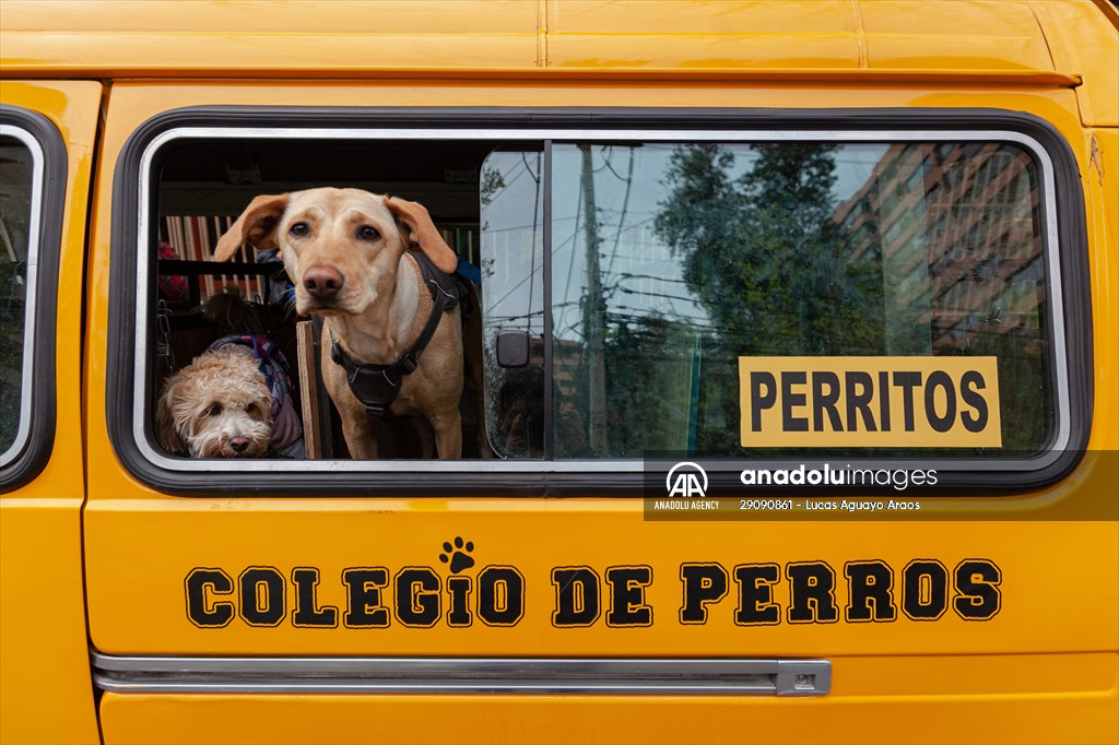 Dogs ride the bus to school