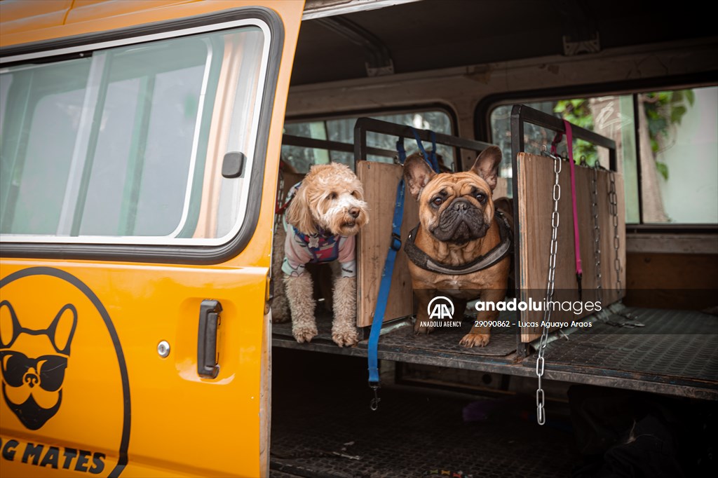Dogs ride the bus to school