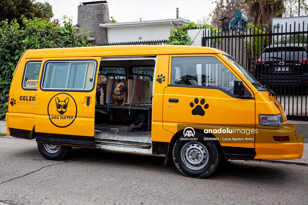 Dogs ride the bus to school