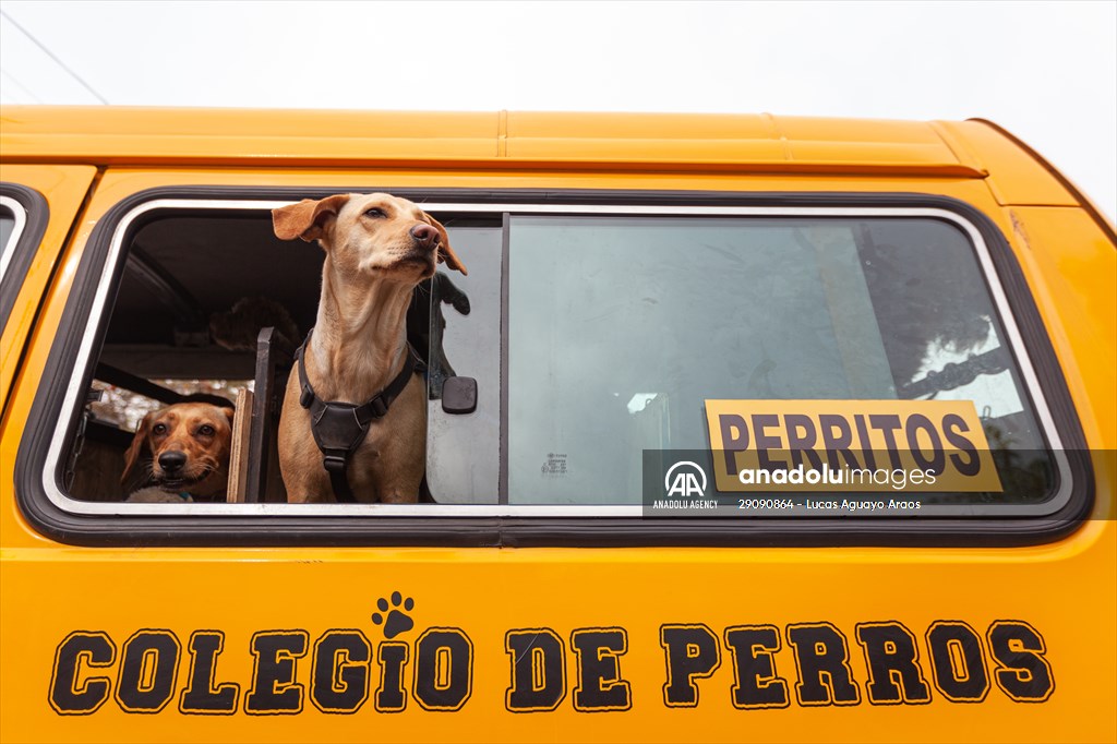 Dogs ride the bus to school