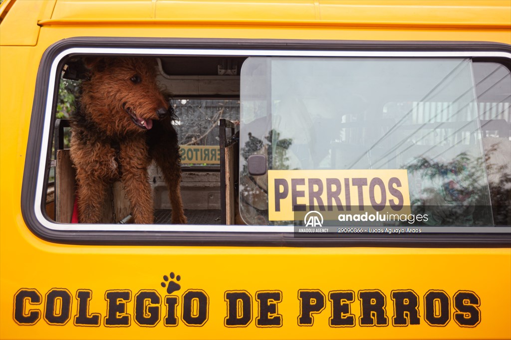 Dogs ride the bus to school