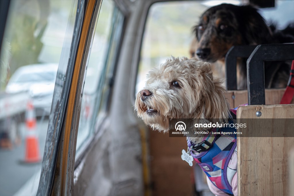 Dogs ride the bus to school