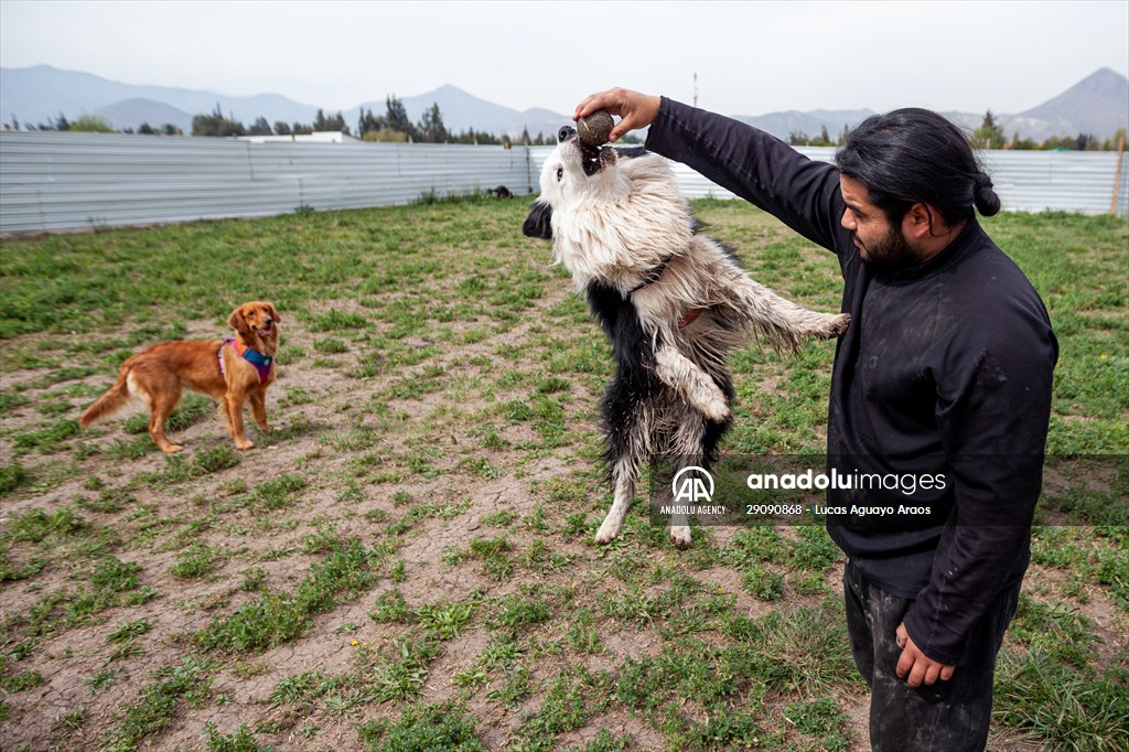 Dogs ride the bus to school