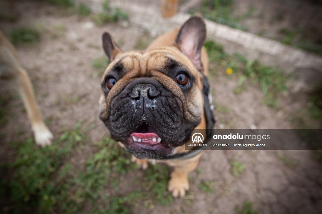 Dogs ride the bus to school