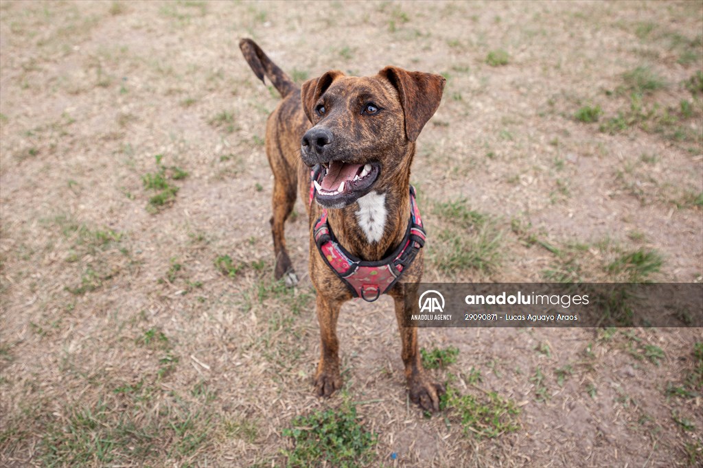 Dogs ride the bus to school
