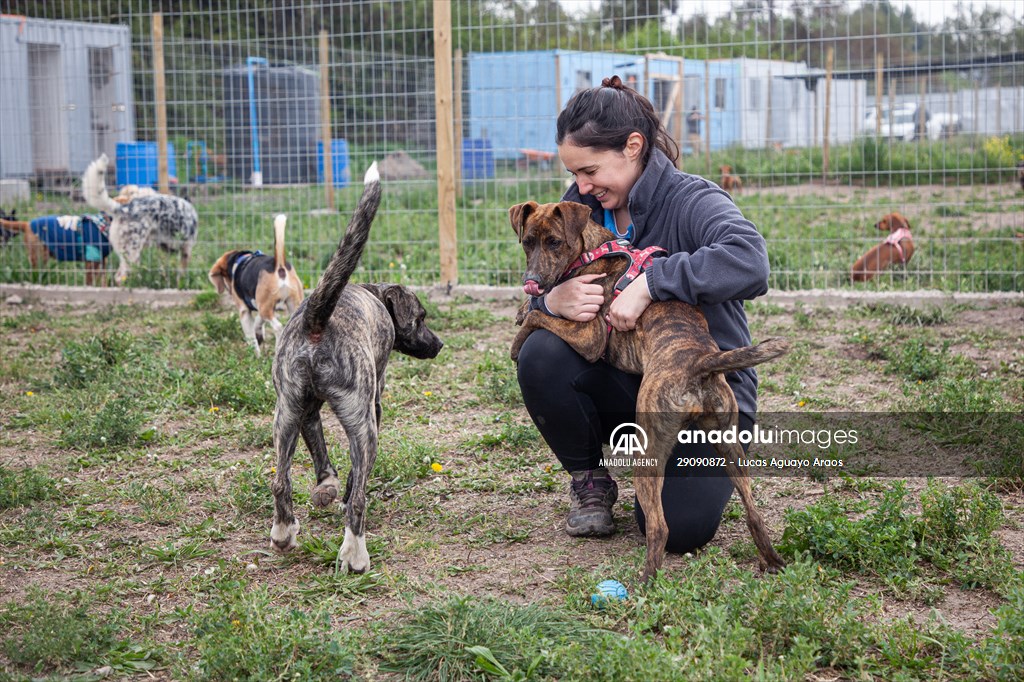 Dogs ride the bus to school