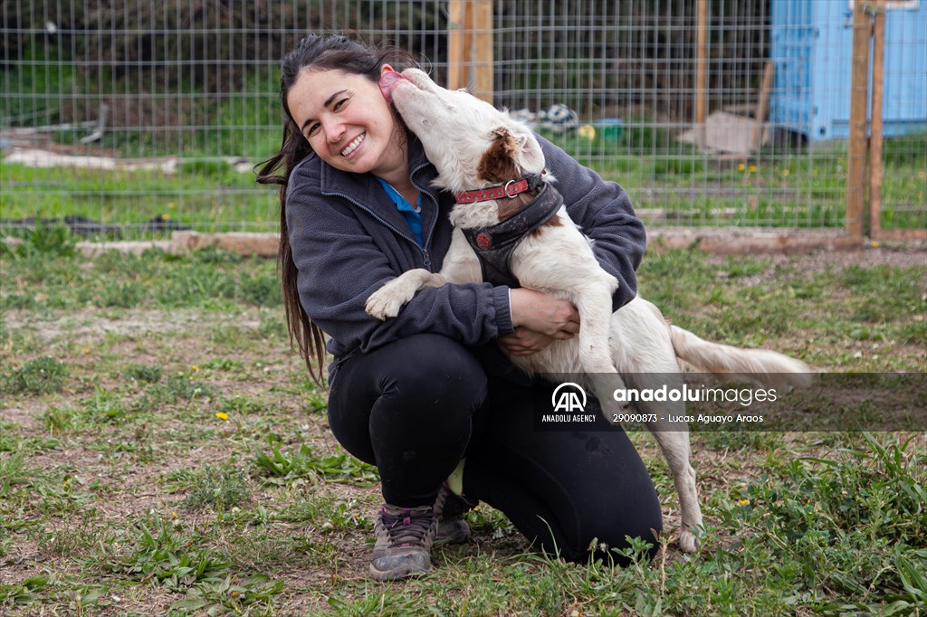 Dogs ride the bus to school