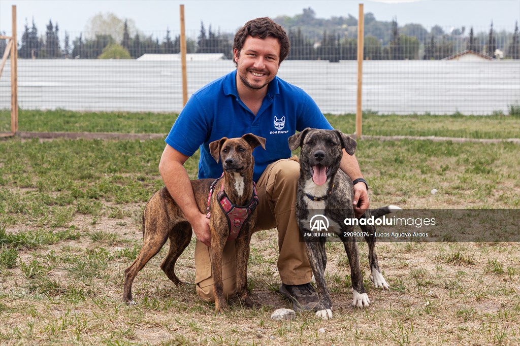 Dogs ride the bus to school