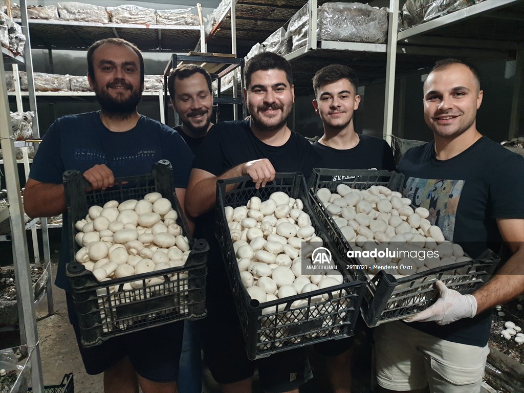 Girişimci kuzenler, kurdukları işletmede kültür mantarı yetiştiriyor