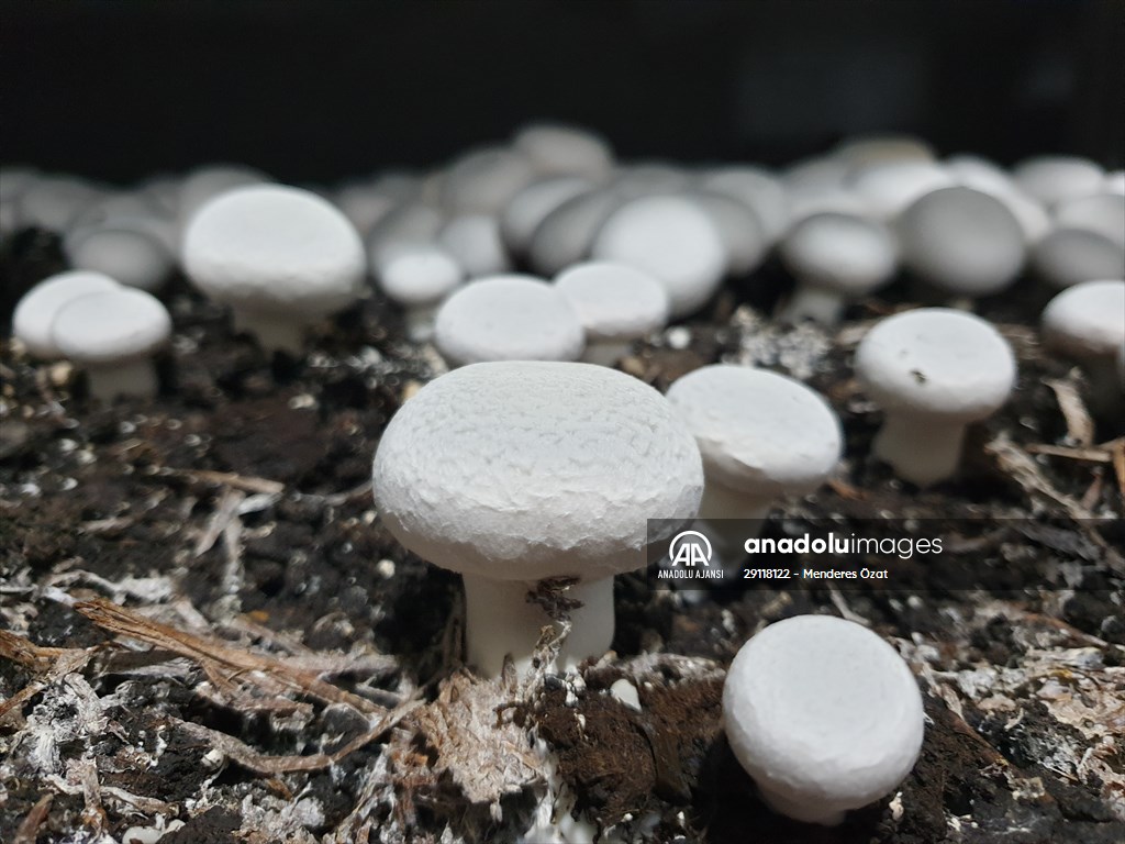 Girişimci kuzenler, kurdukları işletmede kültür mantarı yetiştiriyor