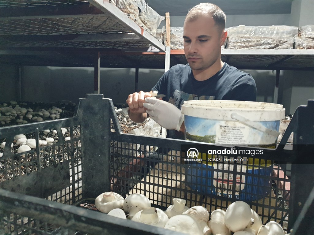 Girişimci kuzenler, kurdukları işletmede kültür mantarı yetiştiriyor