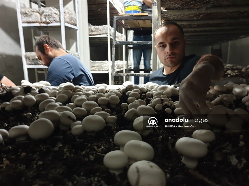 Girişimci kuzenler, kurdukları işletmede kültür mantarı yetiştiriyor